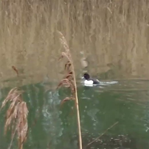 Tufted Duck #Shorts #TuftedDuck #Drake