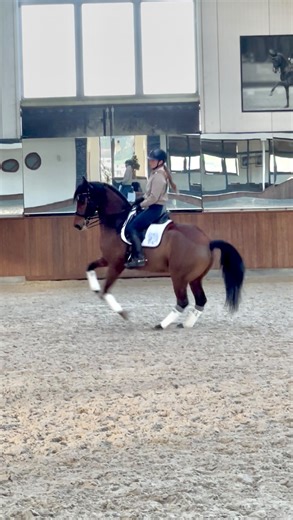 Lana | International Rider & Trainer, Ethical Horsemanship on Instagram: "Jagger and I are wishing you a wonderful Christmas 🤗 Really happy with how his canter work is going 💪🏻 𝗝𝗮𝗴𝗴𝗲𝗿 𝗕𝗼𝗺𝗯 (𝗯𝘆 𝗝𝗼𝗵𝗻𝘀𝗼𝗻 𝘅 𝗙𝘂̈𝗿𝘀𝘁𝗲𝗻𝗯𝗮𝗹𝗹) is owned by Jagger Bomb Syndicate and 👀 for a new 🏡 or new syndicate owners ideally (70% shares) 🖤 @philyrides Thank you @stevencaley 📸 #dressagesyndicate #canterpirouette #canterwork #horseriding"