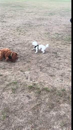 Making new friends. #newfriends #dogwalk#dogwalking#offthelead #park #cockapoo #training