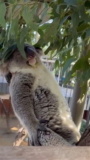 Koala Sleeping Like a Human ! 🐨 | Too Cute to Handle!