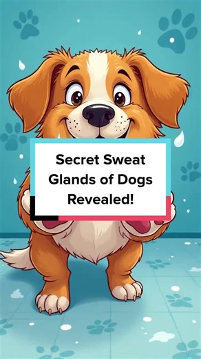 Think dogs only sweat through their paws? Discover the hidden world of canine sweat glands and how they keep cool! #DogFacts #PetScience #CanineCare #AnimalAnatomy #DidYouKnow