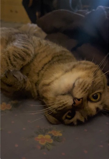 Talking Cat Burd Greets Owners After One Day Away