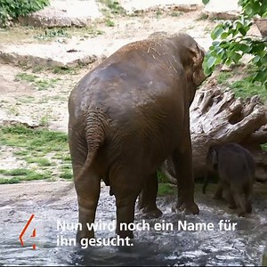 479K views · 153 reactions | Zum Start in den Tag erfreuen wir uns am ersten Bad des kleinen Elefanten im Zoo Leipzig.  Für den Mini-Dickhäuter wird übrigens noch ein Name gesucht (einzureichen beim Zoo Leipzig). | MDR - Mitteldeutscher Rundfunk | Facebook