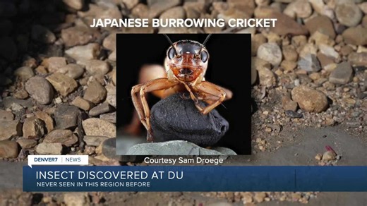 DU instructor records first Colorado detection of Japanese Burrowing Cricket