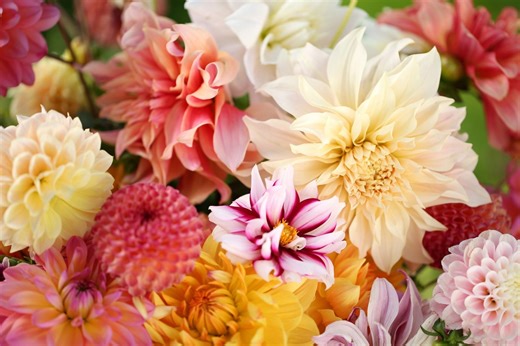 Want stunning flowers all summer? Plant these 6 bulbs before spring arrives - Netmums