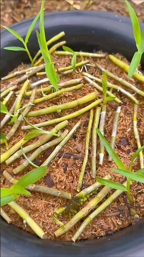 Great Tips how to propagation dendrobium plants on the flower pot 🌳🌵🌱🌱🌵