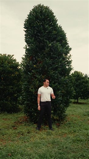 Did you know the Philippines grows one of the most climate-resilient coffee species in the world? It’s called Liberica. The locals know it by another name called as “Barako”. And most people have never tasted it done right. This is a 4-year-old Liberica tree on a Philippine farm. Productive. Strong. Built for lower elevations and hotter climates where Arabica struggles to survive. Researchers are already studying Liberica-type coffees as a serious answer to climate change in coffee farming. In a