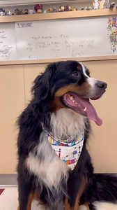 1.5K views · 13 reactions | What’s in a dog growl? #dogs | Bunsen Berner | Facebook