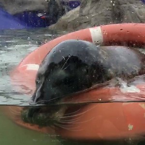 3.9K views · 88 reactions | Whilst our pool is filling up after the recent release, it gives the animal care team pleasure to watch our seals frolic. Take Pendle for instance, one of our resident seals, he was making the most of his day in his beloved life ring :-) | SEA LIFE Hunstanton | Facebook
