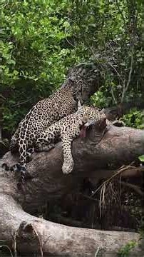 7 Jaguars in One Day! An Incredible Start in Brazil