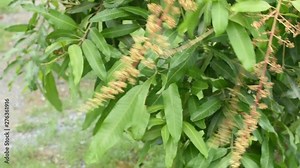 White flowers of the mango tree or Mangifera indica That sway in the wind and small insects.