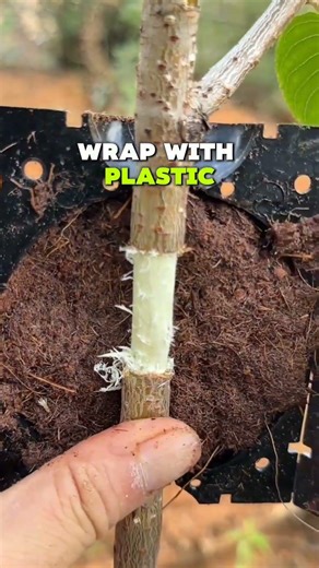 Grow a Free Fruit Tree Sapling 🌱 #Shorts #gardening #humor #jokes