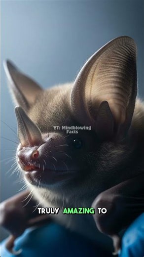 Bats: The Only True Flying Mammals #mindblowingfact