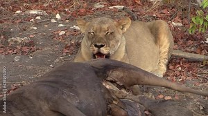 Lioness breathes heavily, continues tearing apart flesh of a hunted wildebeest with her teeth, medium shot