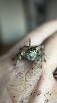 HUGE JUMPING SPIDER gets GOTH CASTLE Terrarium 🌱