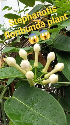 Stephanotis floribunda plant 🌸🌸🌸😱😱 #plants #garden #houseplant #flowers #gameplay