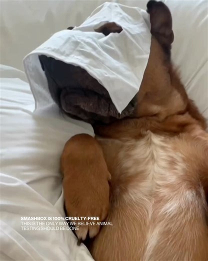 Smashbox Cosmetics on Reels