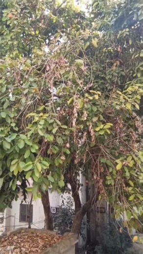 Jamun Tree (Syzygium cumini) – Benefits, Growing Tips & Care Guide #terracegardenindia