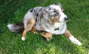 Aussies with long tails!