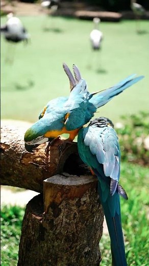 Ara ararauna #animals #ara #araararauna #ararauna #parrot #parrots #nature #wildlife