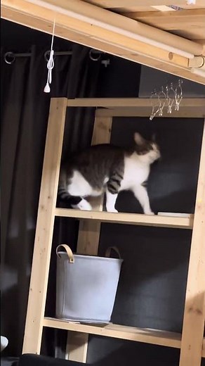 手作りキャットウォーク🐱