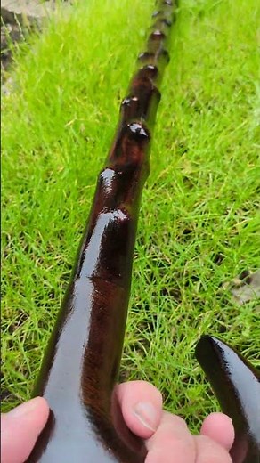 Title:Handmade Blackthorn Walking Stick with Wenge Handle