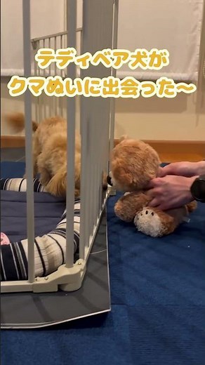 スージーズーとご対面#きょうもハナ日和#マルプー子犬#スージーズー#保護犬を家族に