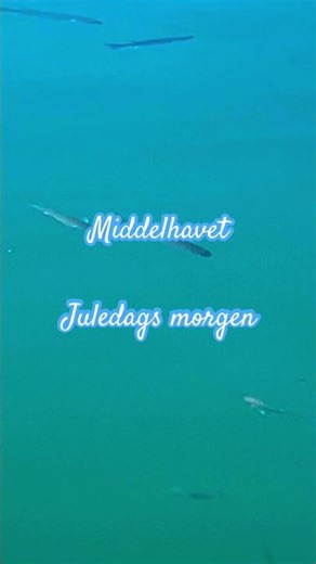 Plenty Fish inside Capobino marina in Marbella-Spain /December 25