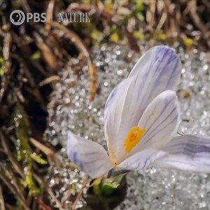 332K views · 2.4K shares | Who's counting down the days 'til spring? #NaturePBS #Winter #Spring #TheAlps #Nature #Wildlife | Nature | PBS | Facebook