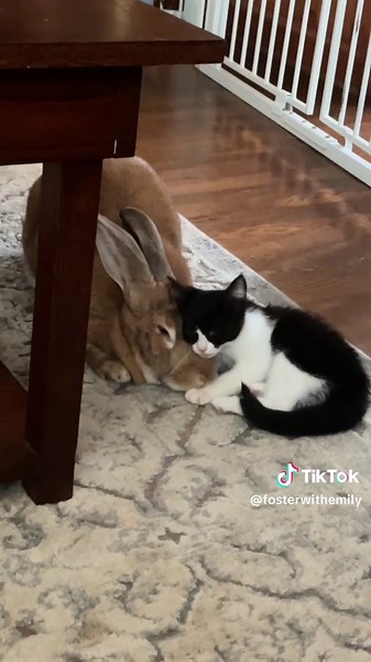 Bertha and Amren: A Heartwarming Rabbit and Kitten Love Story