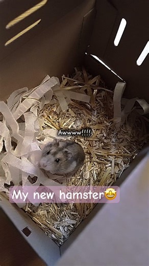 My new hamster I don’t know what to call it yet any ideas 💡
