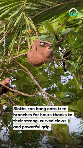 Sloth Holds on Tight to Tree Branch || ViralHog
