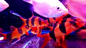 We have some Large Clown Loach 4" | AquaZoo Aquatics