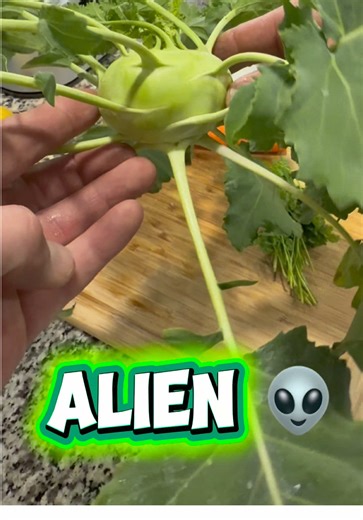 Kohlrabi looks like an alien plant. #kohlrabi #alien #harvest #garden | harvest