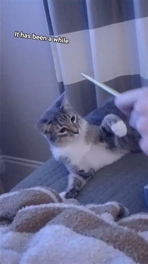 smacking me #cat #kitten #catcat