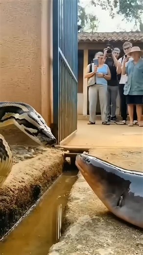 Rv choudhary on Instagram: "Python vs electril eel #wildlife #animals"