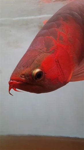 Arwana Super Red: Keindahan Ikan Air Tawar yang Legendaris! 🌟" #arwana