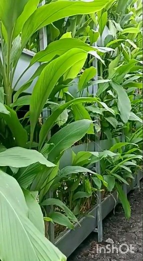 cultivation of turmeric in polyhouse #turmeric #agriculture