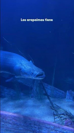 El Gigante del Amazonas: Datos Sobre el Pez Arapaima