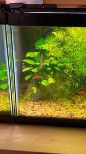 Too much or not enough? | Aquarium Co-Op