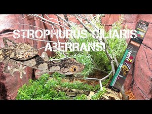 The ULTIMATE Australian ARID Bioactive build! ~ Spiny Tailed Geckos - Strophurus ciliarus aberrans