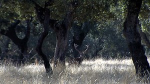 Lances nos lleva hasta la finca 'Las Pinillas' en el inicio de la temporada de monterías