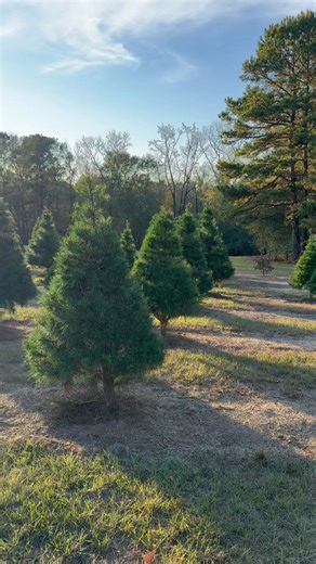 Updated hours! After a wonderful soft opening this past weekend, we are excited to open more hours for this holiday season! If you are considering getting a real tree or fresh wreath this year, we’d love to welcome you to Solstice and be a part of your Christmas tree tradition. Meet up with your friends & family and gather at Solstice Tree Farm. Warm drinks, sweet treats, beautiful trees and peaceful views on the farm Wednesday 11/26, 3pm-5pm Thanksgiving - closed Friday 11/28, 8am-12pm Saturday