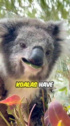 Top 5 facts about KOALAS 🐨😱