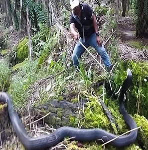 when the king cobra becomes aggressive - share your experience with breeding the king cobra and the king cobra. #snake | Soul