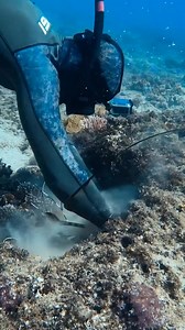 586K views · 2.7K reactions | Why Do Divers Throw Lobster Back Into The Sea? | Roxie Smith | Facebook