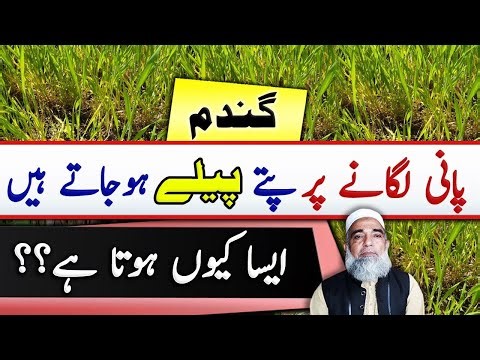 Why the Leaves of wheat crop turning yellow after 1st irrigation || Crop Reformer
