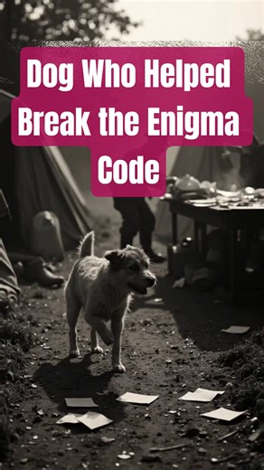 The WW2 Dog Who Helped Break the Enigma Code — WW2 Story