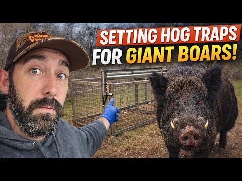 We Found the GIANT BOAR Lair… Setting Traps NOW