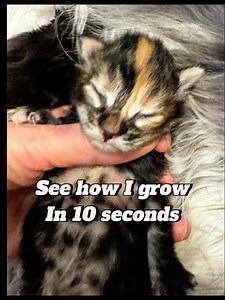 Maine Coon kitten growth from 1 week to 13 weeks in 10 seconds.